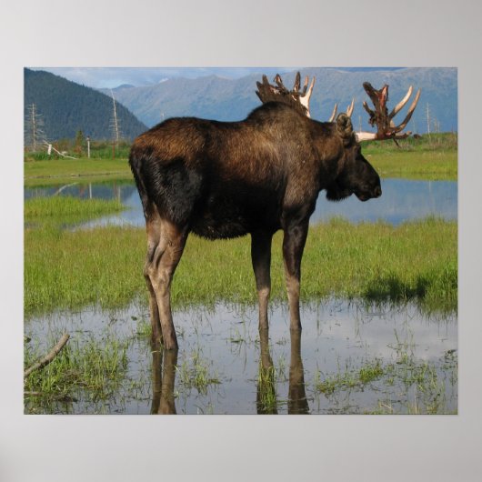 Alaska Bull Moose Antlers Foto gemaakt Poster (Voorkant)