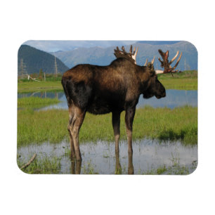 Alaska Bull Moose Antlers Marsh Photo Ontworpen Magneet