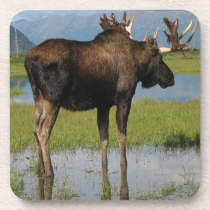 Alaska Bull Moose Marsh Outdoor Scene Foto Bier Onderzetter