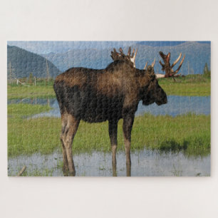 Alaska Bull Moose met Rack Antlers Schilderachtig  Legpuzzel