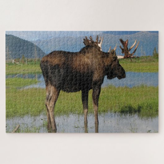 Alaska Bull Moose met Rack Antlers Schilderachtig Legpuzzel (Horizontaal)