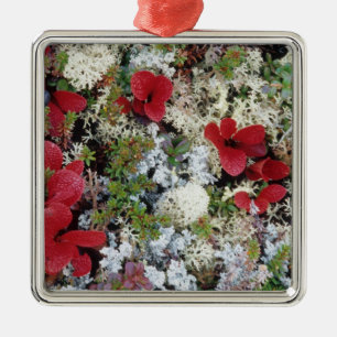 Alaska, Denali National Park, Arctische toendra is Metalen Ornament