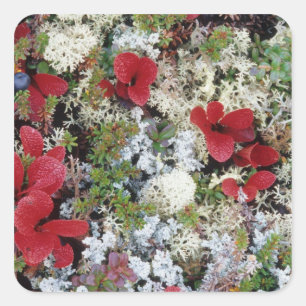 Alaska, Denali National Park, Arctische toendra is Vierkante Sticker