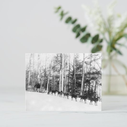 Alaska Dog Sledding Briefkaart (Staand voorkant)