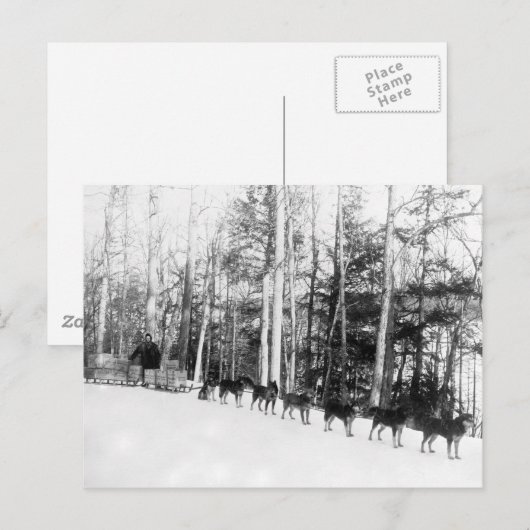 Alaska Dog Sledding Briefkaart (Voorkant / Achterkant)