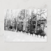 Alaska Dog Sledding Briefkaart (Voorkant)