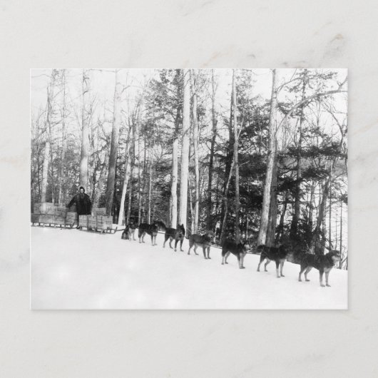 Alaska Dog Sledding Briefkaart (Voorkant)