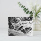  Alaska eskimo Malamute sled race Briefkaart (Staand voorkant)