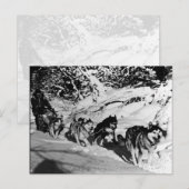  Alaska eskimo Malamute sled race Briefkaart (Voorkant / Achterkant)