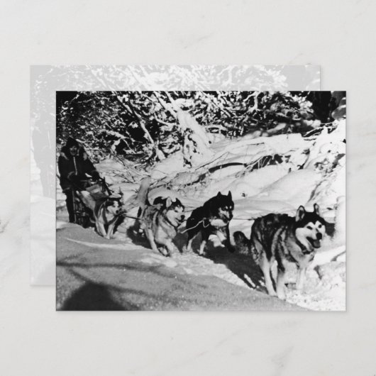 Alaska eskimo Malamute sled race Briefkaart (Voorkant / Achterkant)