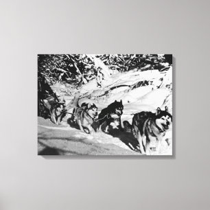 Alaska eskimo Malamute sled race Canvas Afdruk