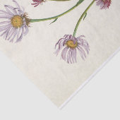 Alaska Fleabane door Mary Vaux Walcott Tissuepapier (Detail)