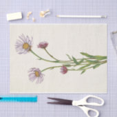 Alaska Fleabane door Mary Vaux Walcott Tissuepapier (Craft)