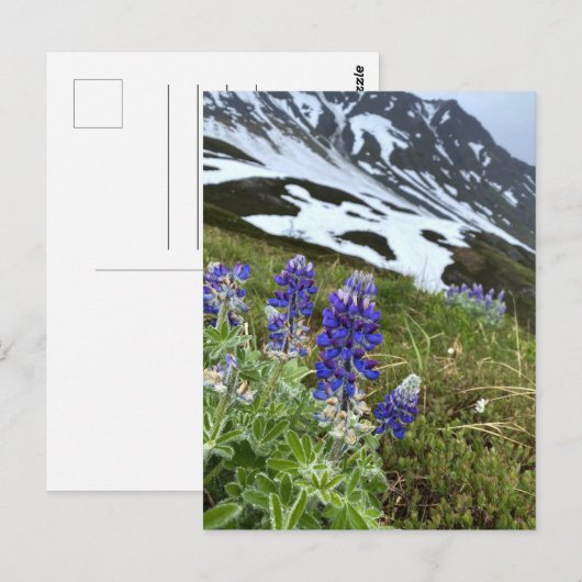 Alaska Glacier Wildflower Mountain Briefkaart (Voorkant / Achterkant)