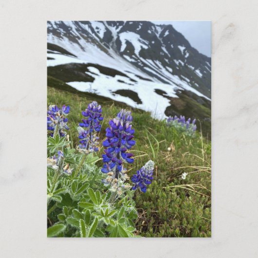 Alaska Glacier Wildflower Mountain Briefkaart (Voorkant)
