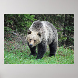 Alaska Grizzly Beer Wildlife Foto Poster