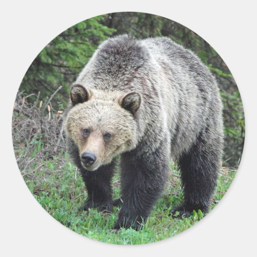 Alaska Grizzly Beer Wildlife Foto Ronde Sticker (Voorkant)