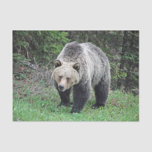 Alaska Grizzly Beer Wildlife Foto Tissuepapier (Voorkant)