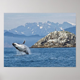 Alaska Humpback Whale Wildlife Foto Poster