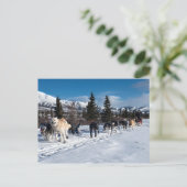 Alaska Husky Dog Sled Race Briefkaart (Staand voorkant)