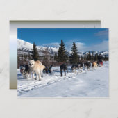 Alaska Husky Dog Sled Race Briefkaart (Voorkant / Achterkant)