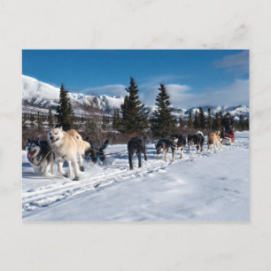 Alaska Husky Dog Sled Race Briefkaart
