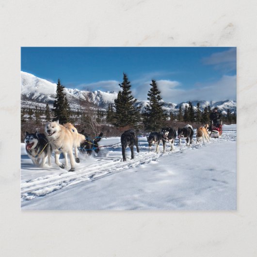 Alaska Husky Dog Sled Race Briefkaart (Voorkant)