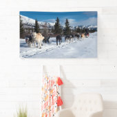 Alaska Husky Dog Sled Race Spandoek (Insitu)