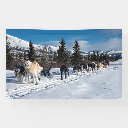 Alaska Husky Dog Sled Race Spandoek (Horizontaal)
