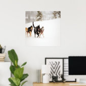 Alaska husky dogs rennen in sneeuw poster (Thuiskantoor)