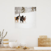 Alaska husky dogs rennen in sneeuw poster (Keuken)