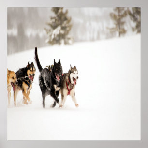 Alaska husky dogs rennen in sneeuw poster