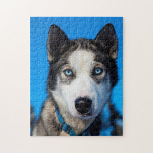 Alaska Husky. Legpuzzel