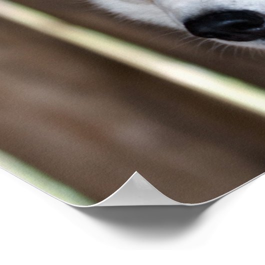 Alaska Husky slee hond mooie kunst print (Hoek)