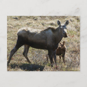 Alaska koe-eland met kalf briefkaart