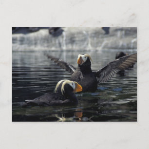 Alaska kuifpapegaaiduikers briefkaart