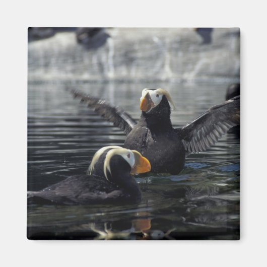 Alaska Kuifpapegaaiduikers Magneet (Voorkant)
