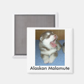 Alaska Malamute, Alaska Malamute Magneet (Voorkant / Achterkant)