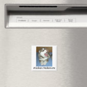 Alaska Malamute, Alaska Malamute Magneet (Insitu (Vaatwasser))