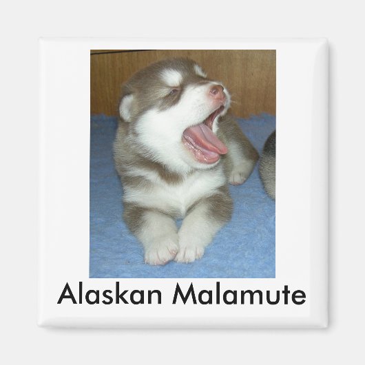 Alaska Malamute, Alaska Malamute Magneet (Voorkant)