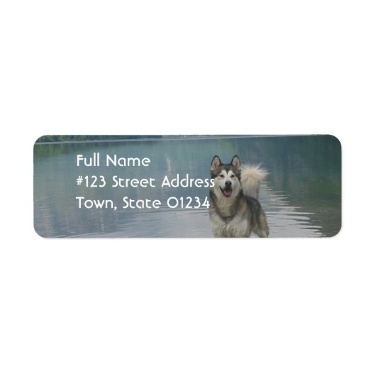 Alaska Malamute Hond Retouradres Label (Voorkant)