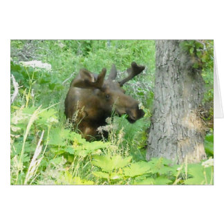 Alaska Moose