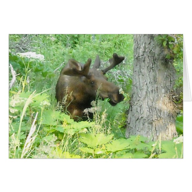 Alaska Moose (Voorkant Horizontaal)