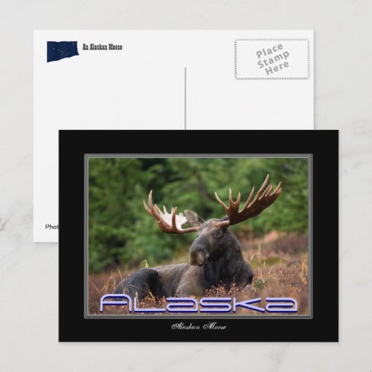 Alaska Moose Post Kaart (Voorkant / Achterkant)