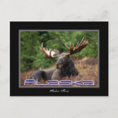 Alaska Moose Post Kaart (Voorkant)