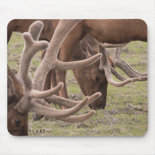 Alaska Muismat (Voorkant)