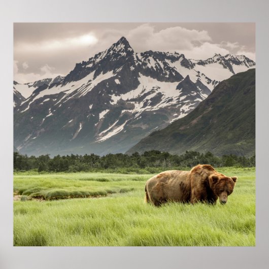 Alaska oevers, grizzly beer poster (Voorkant)