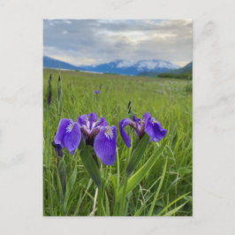 Alaska Paars Flower Botanical Mountain Briefkaart
