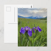 Alaska Paars Flower Botanical Mountain Briefkaart (Voorkant / Achterkant)
