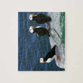 Alaska Puffins verweerde kleurrijke vogels Legpuzzel
